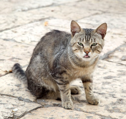 Street cat shows tongue