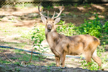 Eld's deer is big animal and is herbivores in forest