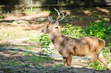 Eld's deer