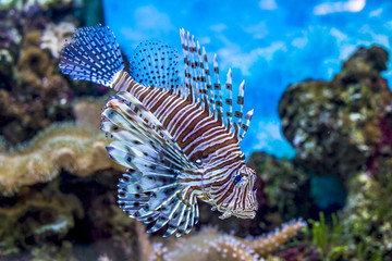 Naklejka premium The underwater world. Bright Exotic Tropical coral fish in the R