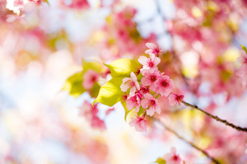 河津桜