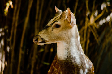 Chital is deer
