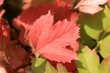 Autumn colors. Red and green leaves of viburnum