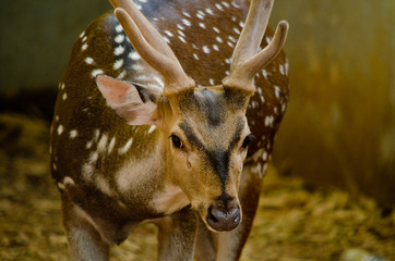 Chital is deer