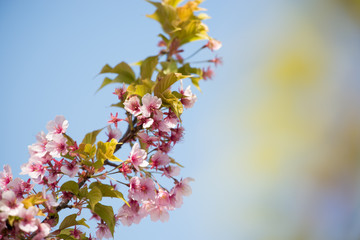 河津桜