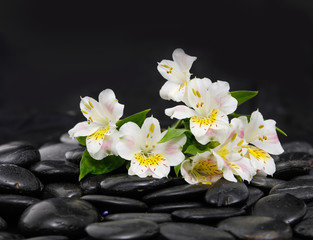Naklejka na ściany i meble Set of branch new white orchid on wet zen stones