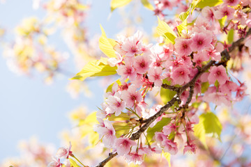 河津桜