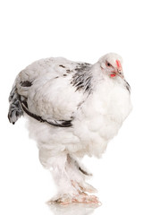 Chicken Light Brahma