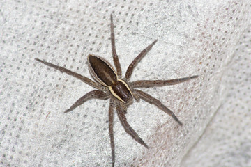 spider