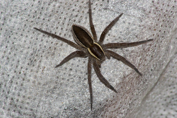 spider