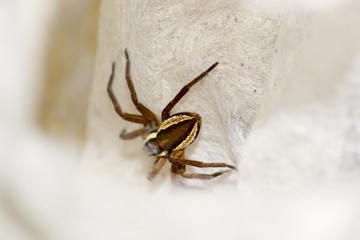 spider