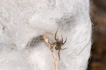 spider