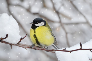 Синица на ветке.