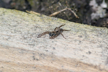 spider