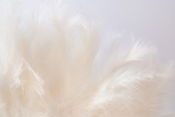 white feathers