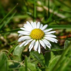 Obraz premium Nahaufnahme - Gänseblümchen...