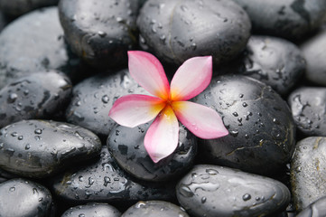 Plumeria flowers on wet black stones 