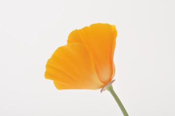 Naklejka premium Eschscholzia