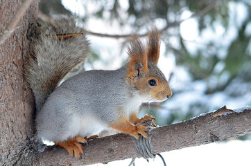 Белка на дереве.