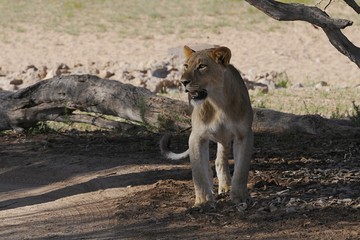 Kalahari-Löwe (panthera leo vernayi)