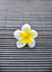 Fototapeta na wymiar white frangipani flower on stick mat