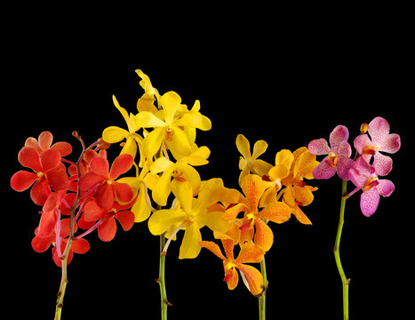 four colorful orchid with stem isolated on black background