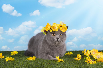 British cat on a summer lawn