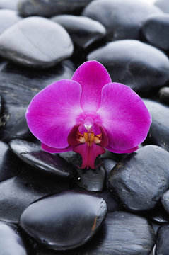 pink orchid on zen stones
