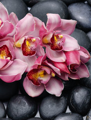 Branch pink orchid on pebbles