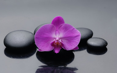 pink orchid on zen stones