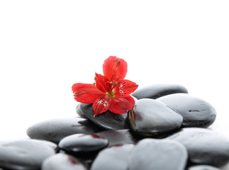 Fototapeta na wymiar red orchid on stacked zen stones 
