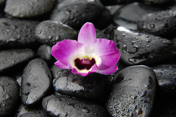 Obraz na płótnie Canvas Single orchid on wet pebbles