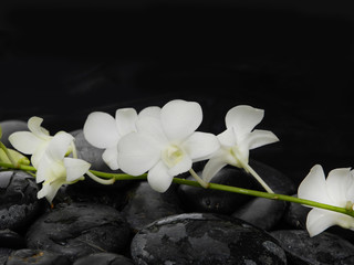 beautiful branch white orchid on wet back stones background