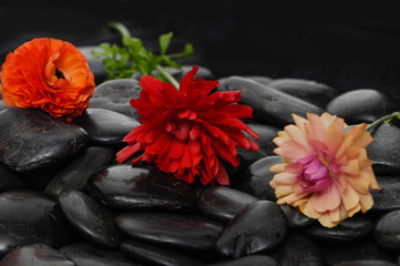 Set of colorful ranunculus with leaf on black stones 