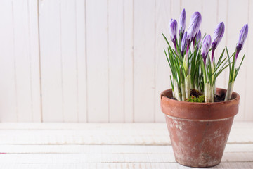 Fresh spring flowers crocuses
