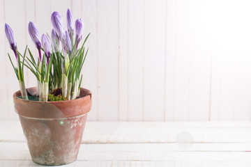 Fresh spring flowers crocuses