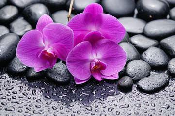 pink orchid on zen pebbles on wet background