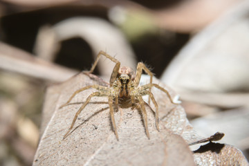 Spider on dry leaf with close up detailed view.