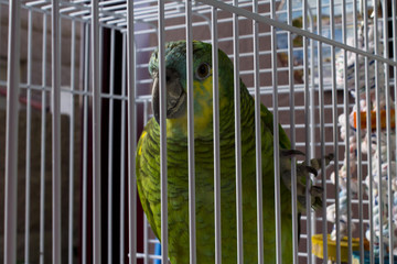 caged parrot