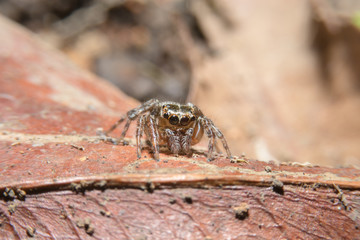 Spider on dry leaf with close up detailed view.