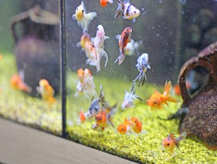 goldfish for sale in pet shop Aquarium