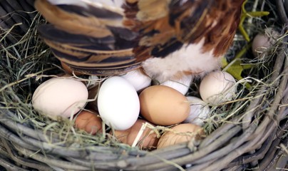 eggs and the egg hatching in the farm's henhouse - obrazy, fototapety, plakaty