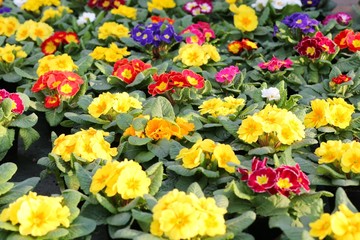 myriad of colored purple flowers and Primroses in spring