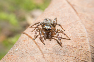 Spider on dry leaf with close up detailed view.