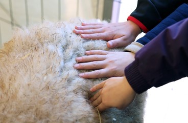 three hands of children feel the softness of wool of the sheep