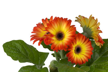 two colors gerbera  isolated on white background