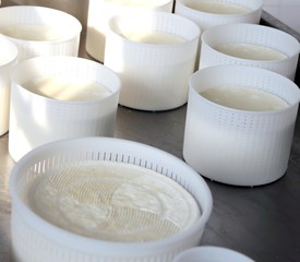 trays  fresh cheese just produced in mountain dairy