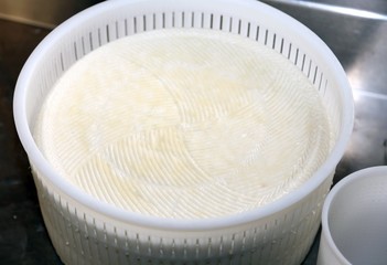 trays  fresh cheese produced in mountain dairy