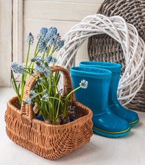 Muskari sprouts and blue rubber boots