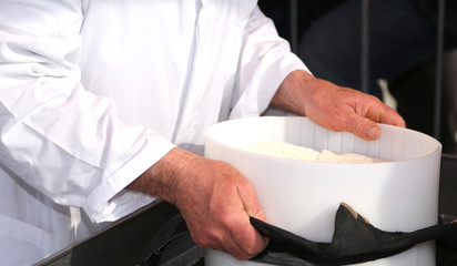 cheesemaker's hands during the production of cow's milk cheese i